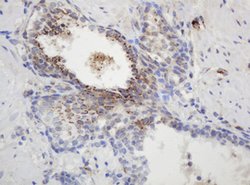 GAPDHS Mouse anti-Human, Clone: OTI1F6, lyophilized, TrueMAB 100 &mu;g;
