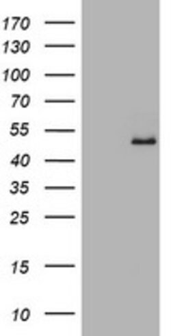 GAPDHS Mouse anti-Human, Clone: OTI1F6, lyophilized, TrueMAB 100 &mu;g;