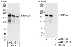 GAPex5 Rabbit anti-Human, Polyclonal, Bethyl Laboratories 100 &mu;L; Unconjugated:Antibodies,