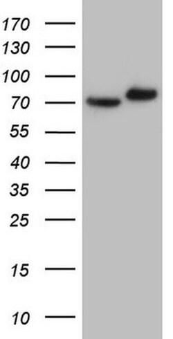 GARS Monoclonal Antibody (OTI4H8), TrueMAB , OriGene 100 &mu;L; Unconjugated:Antibodies,
