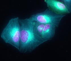 Invitrogen Goat anti-Rat IgG (H+L) Highly Cross-Adsorbed Secondary Antibody,