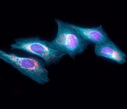 Invitrogen™ Goat anti-Rat IgG (H+L) Highly Cross-Adsorbed Secondary Antibody, Alexa Fluor™ Plus 405