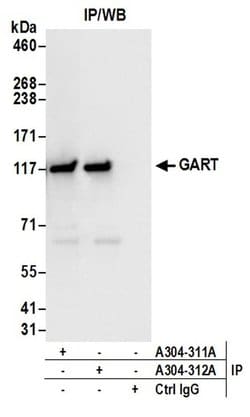 GART Rabbit anti-Human, Mouse, Polyclonal, Bethyl Laboratories 100 &mu;l;