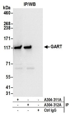 GART Rabbit anti-Human, Mouse, Polyclonal, Bethyl Laboratories 100 &mu;L;