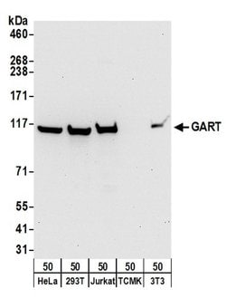 GART Rabbit anti-Human, Mouse, Polyclonal, Bethyl Laboratories 100 &mu;L;