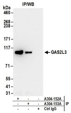 GAS2L3 Rabbit anti-Human, Polyclonal, Bethyl Laboratories 100 &mu;L; Unconjugated:Antibodies,
