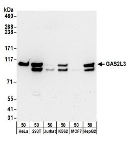GAS2L3 Rabbit anti-Human, Polyclonal, Bethyl Laboratories 100 &mu;L; Unconjugated:Antibodies,