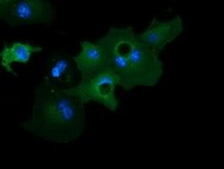 GAS7 Mouse anti-Canine, Human, Rat, Clone: OTI2F6, lyophilized, TrueMAB