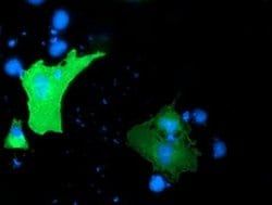 GAS7 Monoclonal Antibody (OTI2D11), TrueMAB , OriGene 30 &mu;L; Unconjugated:Antibodies,