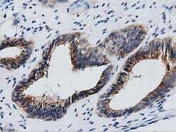 GAS7 Mouse anti-Canine, Human, Rat, Clone: OTI2F6, lyophilized, TrueMAB