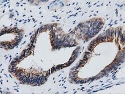 GAS7 Monoclonal Antibody (OTI2F6), TrueMAB , OriGene:Antibodies:Primary