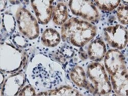 GAS7 Mouse anti-Canine, Human, Rat, Clone: OTI2F6, lyophilized, TrueMAB