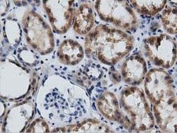 GAS7 Monoclonal Antibody (OTI2F6), TrueMAB , OriGene 30 &mu;L; Unconjugated:Antibodies,