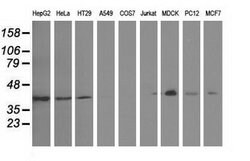GAS7 Mouse anti-Canine, Human, Rat, Clone: OTI2F6, lyophilized, TrueMAB