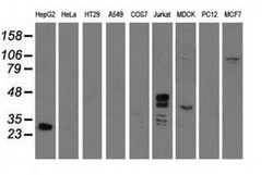GAS7 Monoclonal Antibody (OTI2D11), TrueMAB , OriGene 30 &mu;L; Unconjugated:Antibodies,