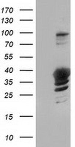 GAS7 Monoclonal Antibody (OTI9H6), TrueMAB , OriGene 100 &mu;L; Unconjugated:Antibodies,