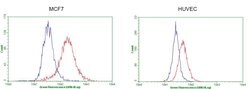 GATA3 Monoclonal Antibody (OTI8E11), TrueMAB , OriGene 100 &mu;L | Buy Online | OriGene | Fisher Scientific