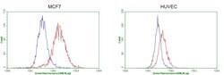 GATA3 Monoclonal Antibody (OTI4D5), TrueMAB , OriGene 100 &mu;L; Unconjugated:Antibodies,