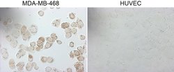 GATA3 Monoclonal Antibody (OTI1A5), TrueMAB , OriGene 30 &mu;L; Unconjugated:Antibodies,