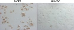 GATA3 Monoclonal Antibody (OTI11H3), TrueMAB , OriGene 100 &mu;L; Unconjugated:Antibodies,
