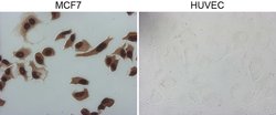 GATA3 Monoclonal Antibody (OTI8E11), TrueMAB , OriGene 100 &mu;L | Buy Online | OriGene | Fisher Scientific