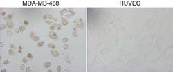 GATA3 Monoclonal Antibody (OTI8E11), TrueMAB , OriGene 100 &mu;L | Buy Online | OriGene | Fisher Scientific