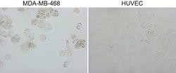 GATA3 Monoclonal Antibody (OTI4D5), TrueMAB , OriGene 100 &mu;L; Unconjugated:Antibodies,