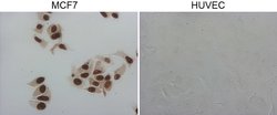 GATA3 Mouse anti-Human, Clone: OTI10G7, lyophilized, TrueMAB 100 &mu;g;