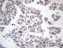 GATA3 Monoclonal Antibody (OTI5C11), TrueMAB , OriGene 30 &mu;L; Unconjugated:Antibodies,