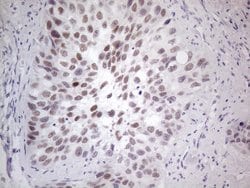GATA3 Monoclonal Antibody (OTI5C11), TrueMAB , OriGene 30 &mu;L; Unconjugated:Antibodies,