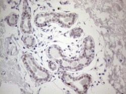 GATA3 Mouse anti-Human, Clone: OTI8H4, lyophilized, TrueMAB 100 &mu;g;