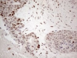 GATA3 Mouse anti-Human, Clone: OTI8H4, lyophilized, TrueMAB 100 &mu;g;