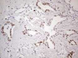 GATA3 Mouse anti-Human, Clone: OTI8H4, lyophilized, TrueMAB 100 &mu;g;
