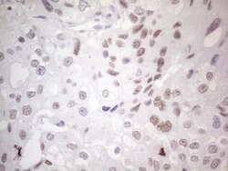 GATA3 Mouse anti-Human, Clone: OTI8H4, lyophilized, TrueMAB 100 &mu;g;