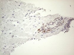 GATA3 Mouse anti-Human, Clone: OTI8H4, lyophilized, TrueMAB 100 &mu;g;