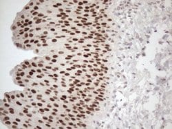 GATA3 Mouse anti-Human, Clone: OTI8H4, lyophilized, TrueMAB 100 &mu;g;