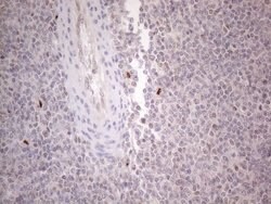 GATA3 Mouse anti-Human, Clone: OTI8H4, lyophilized, TrueMAB 100 &mu;g;