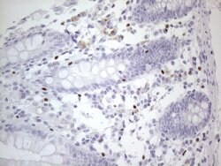 GATA3 Mouse anti-Human, Clone: OTI8H4, lyophilized, TrueMAB 100 &mu;g;