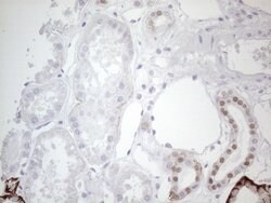 GATA3 Mouse anti-Human, Clone: OTI8H4, lyophilized, TrueMAB 100 &mu;g;