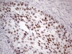 GATA3 Mouse anti-Human, Clone: OTI8H4, lyophilized, TrueMAB 100 &mu;g;