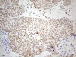 GATA3 Mouse anti-Human, Clone: OTI10G7, lyophilized, TrueMAB 100 &mu;g;