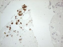 GATA3 Mouse anti-Human, Clone: OTI10G7, lyophilized, TrueMAB 100 &mu;g;