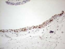 GATA3 Mouse anti-Human, Clone: OTI10G7, lyophilized, TrueMAB 100 &mu;g;