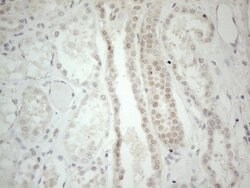 GATA3 Mouse anti-Human, Clone: OTI10G7, lyophilized, TrueMAB 100 &mu;g;