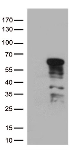 GATA3 Mouse anti-Human, Clone: OTI8H4, lyophilized, TrueMAB 100 &mu;g;