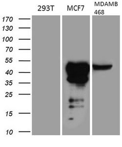 GATA3 Mouse anti-Human, Clone: OTI8H4, lyophilized, TrueMAB 100 &mu;g;