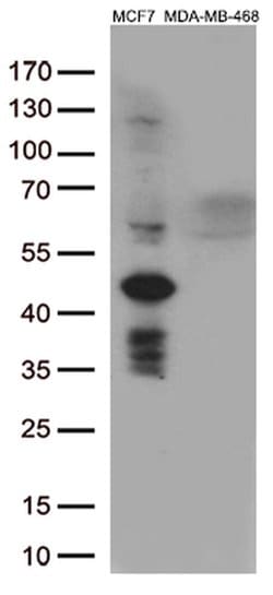 GATA3 Monoclonal Antibody (OTI1A5), TrueMAB , OriGene 30 &mu;L; Unconjugated:Antibodies,