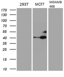GATA3 Monoclonal Antibody (OTI5F1), TrueMAB , OriGene:Antibodies:Primary