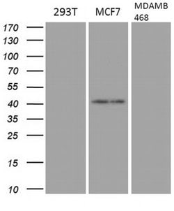 GATA3 Monoclonal Antibody (OTI11H3), TrueMAB , OriGene 100 &mu;L; Unconjugated:Antibodies,