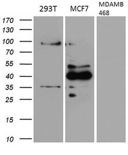 GATA3 Monoclonal Antibody (OTI8E11), TrueMAB , OriGene 100 &mu;L | Buy Online | OriGene | Fisher Scientific